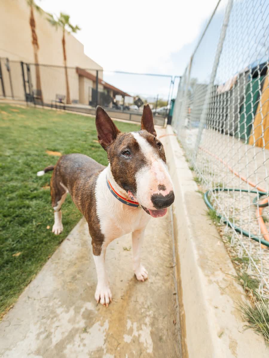 Bull terrier standing on a concrete curb beside a chain link kennel run